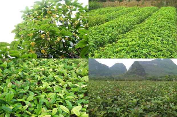 桂花树的叶子不长1676856134998