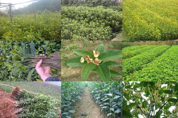 桂花树的移栽方法1676856337856