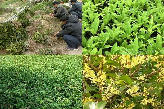 桂花树养殖方法和注意事项1676856351855