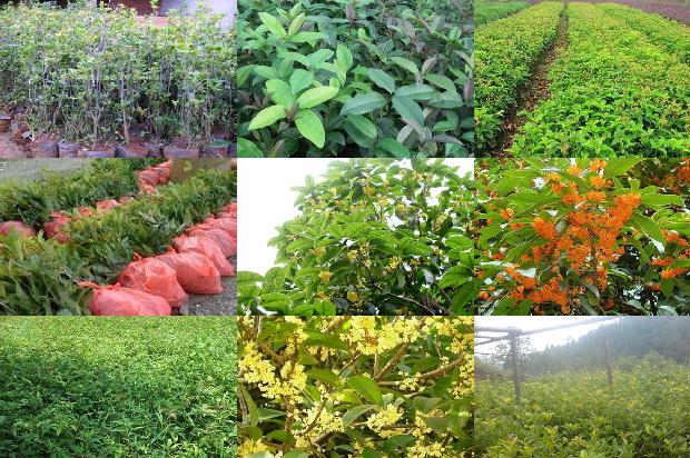 桂花树需要用什么肥料1676856501929