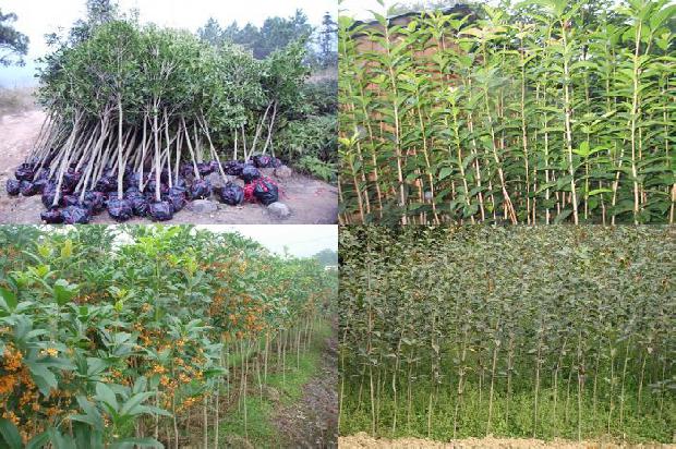 桂花树需要用什么肥料1676856501936