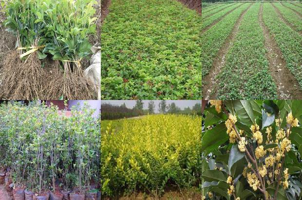 天福茗茶桂花红茶价格多少1689467327743