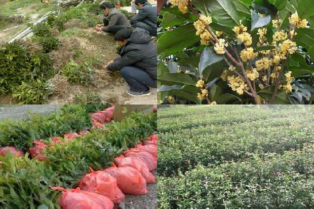 桂花树是什么科1676940110200