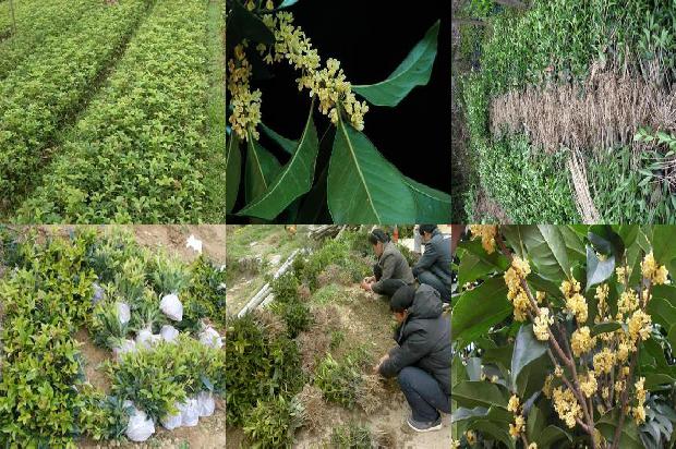 政府补贴5一6公分桂花树多少1棵1690245196192
