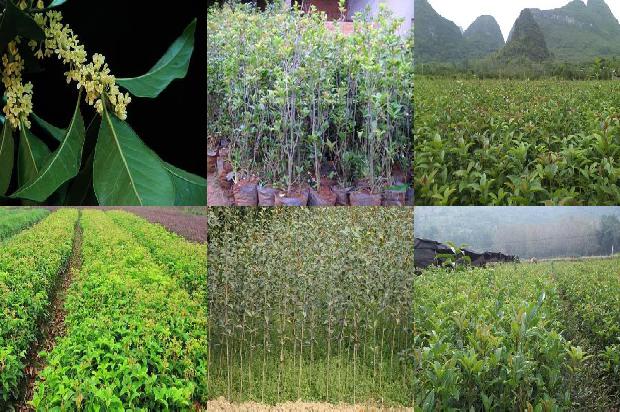 桂花树用什么施肥1676941567897