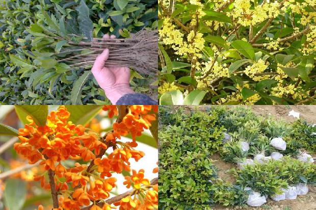 桂花树需要嫁接吗1676942239866