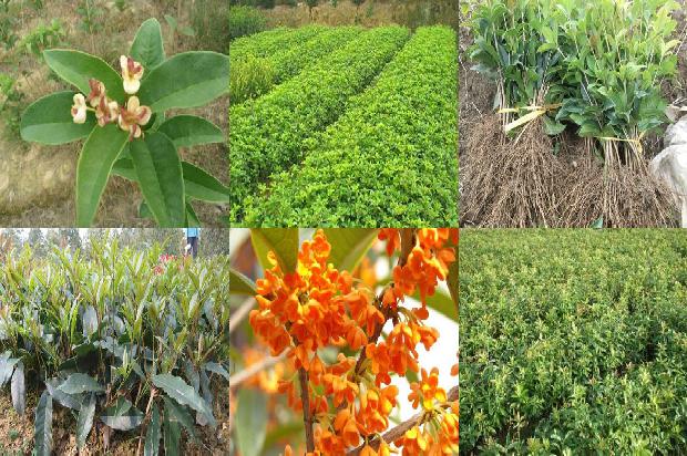 自制桂花茶的功效与作用是什么呢1689381253405
