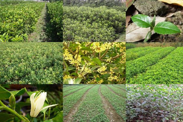 桂花加红茶茶的功效与作用1689467300607