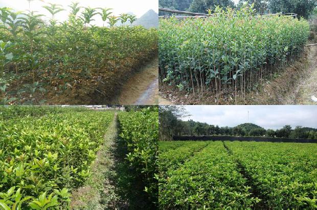 桂花树北方可以露天种植吗1676942651594