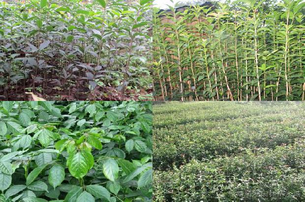 桂花树北方可以露天种植吗1676942651600