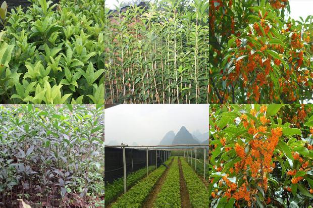 百年桂花树市场价格表最新1690072803051