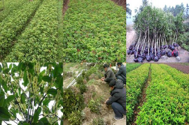 桂花树苗采购价格多少1690416522173