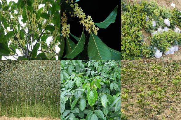 古茗的桂花乌龙茶奶芙孕妇可以喝吗1689467627039