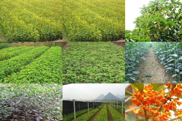 桂花菊花茶的功效与作用及禁忌1689208282128