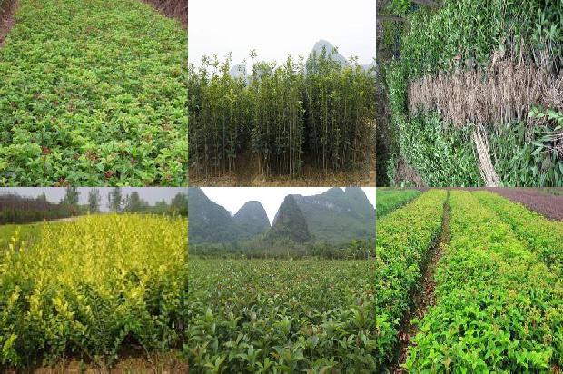 桂花什么季节栽比较好1688605646898