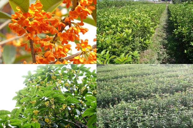 苍山桂花交流吧1677029157082