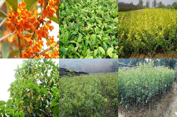苍山桂花交流吧1677029157094