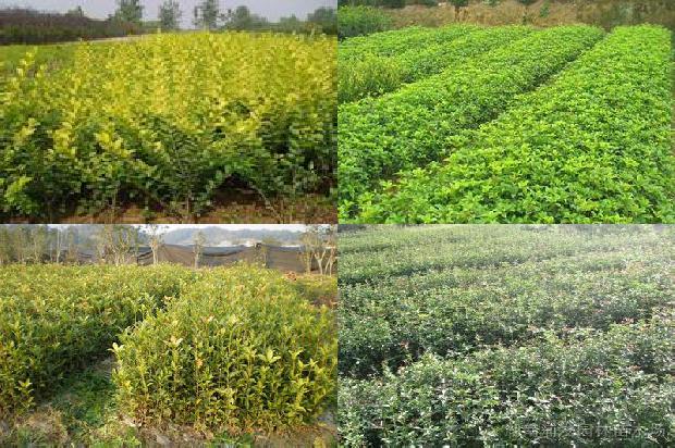 桂花茶桂花可以吃吗有毒吗1689576387567