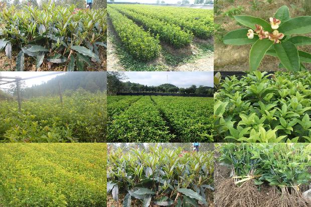 桂花木化石一公斤多少钱啊1688519318081