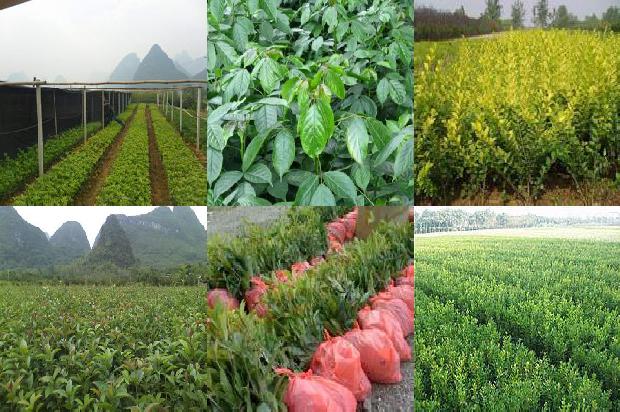 桂花的特征是什么1677029769824