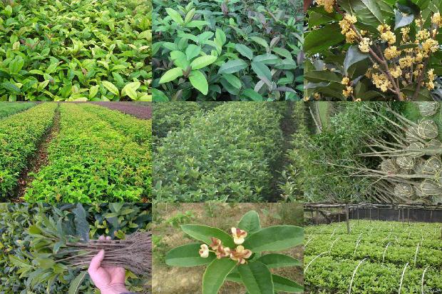桂花罗汉果茶1677112145642