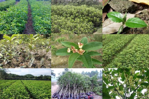 桂花的种植方法及养护1677112700308