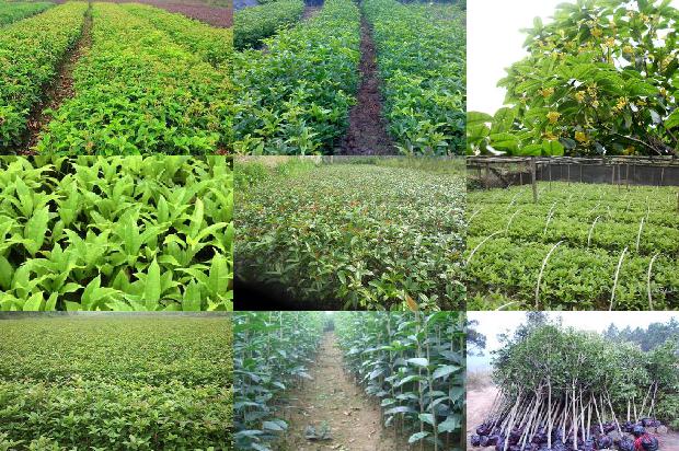 桂花的种植方法及养护1677112700314