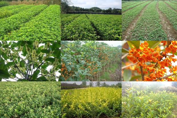 2020年种植桂花树的前景怎样样1690072976710