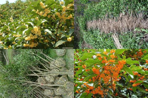 原生桂花树适合北方种植吗冬天1688792762772