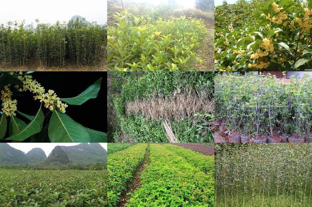 湖北桂花树找湖北百信园林好1690418504035