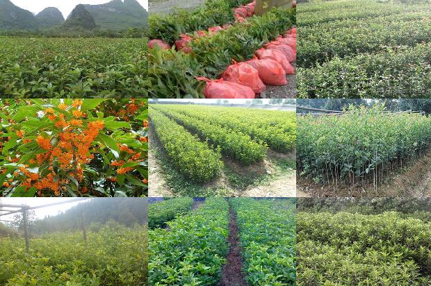 丁香桂花泡茶量多少1689035383701
