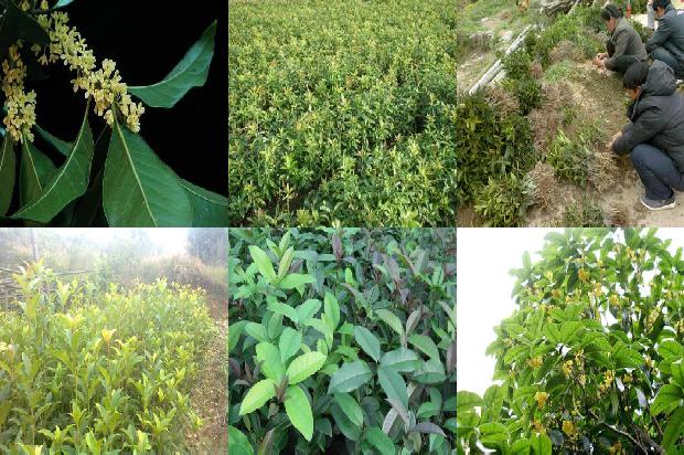 桂花怎么泡茶才好喝?1689576578821