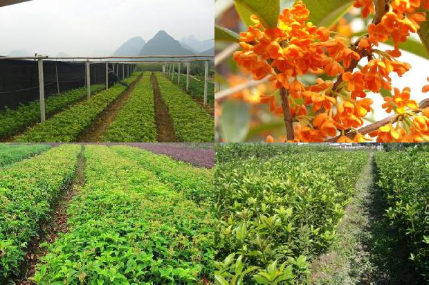 桂花的种植方法1677115702877