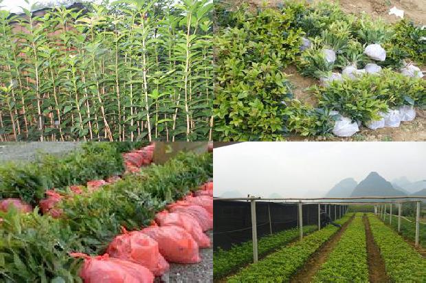 丁香嫁接桂花1677115771668