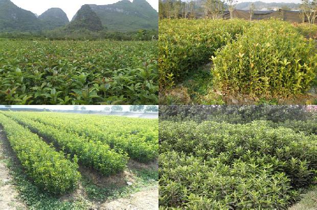 桂花树种什么时候种植最好1688948350216