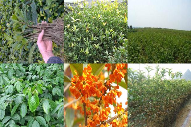 桂花什么季节播种比较好1688606756347