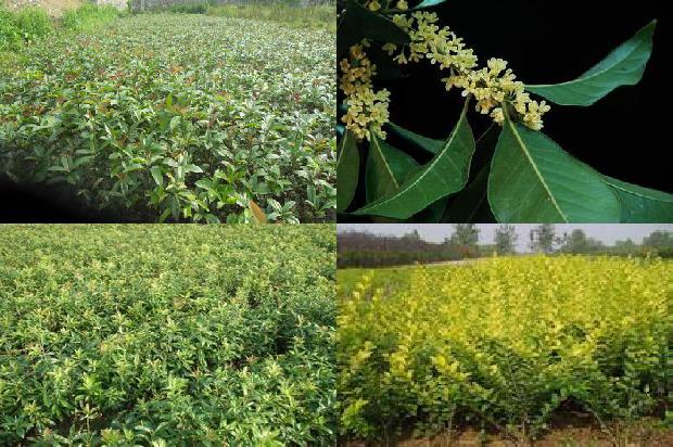 桂花茶过期了还能喝吗1689313117360