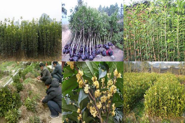 千年古桂花树1688693518850