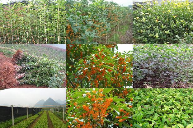 桂花和红茶能一起泡吗1689035081133