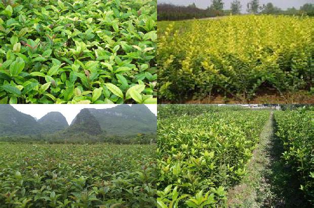 三公分桂花树多少钱一棵1689726932237