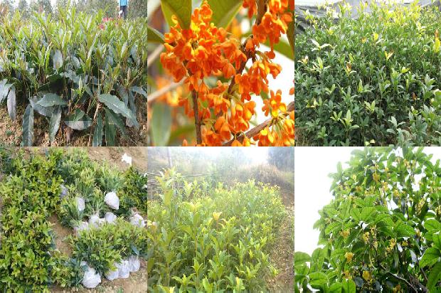 百结桂花茶叶1677201547019