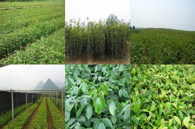 百结桂花茶叶1677201547037