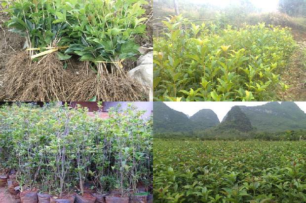 桂花陈皮的功效与作用1677201681960