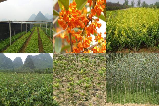 桂花陈皮的功效与作用1677201681966