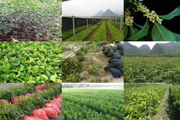 桂花的种植时间1677202043960