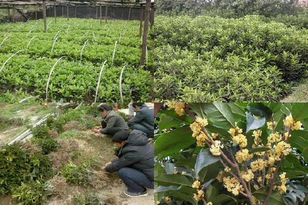 桂花的种植时间1677202043966