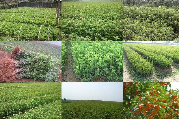 桂花树开花多久会谢完1688522719293