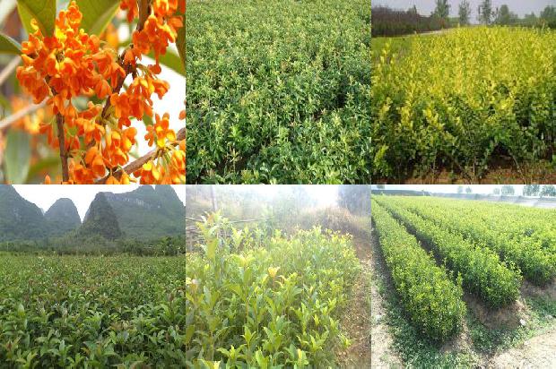 陈皮桂花枸杞1677202672565