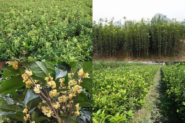 桂花可以泡水喝1677284236909