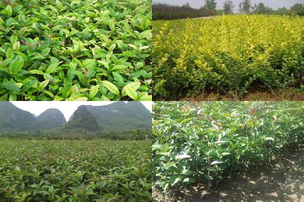 桂花泡茶喝的功效1677284697337